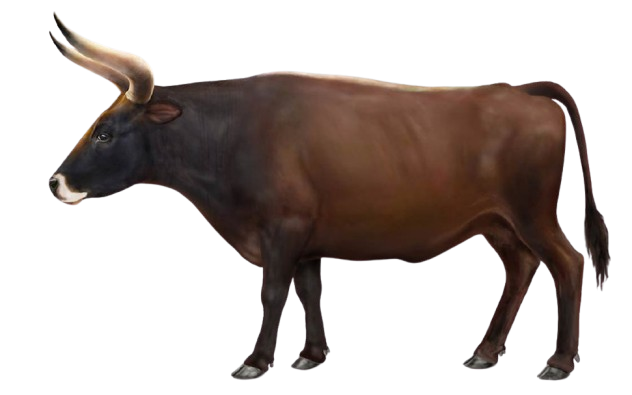 Aurochs